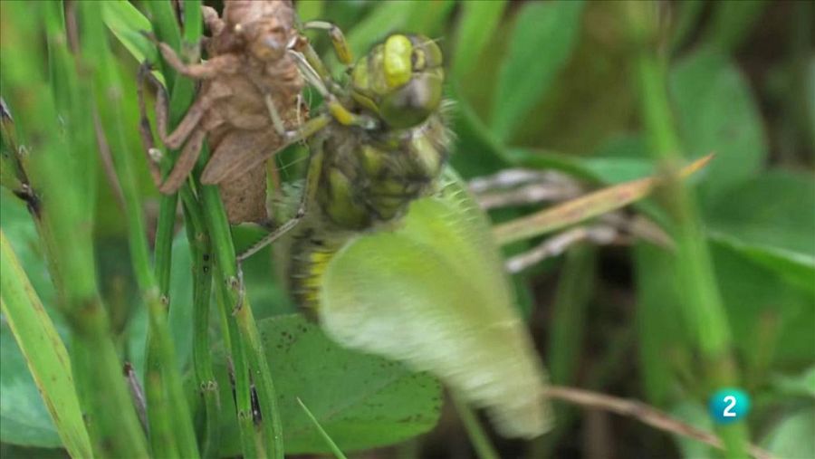 Libèl·lula, el naixement d'un 