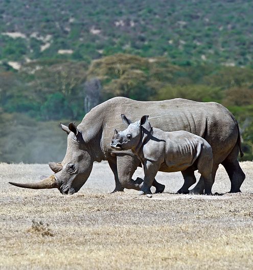 Debido a la situación agónica de los rinocerontes asiáticos, los contrabandistas internacionales han puesto sus ojos sobre los africanos.