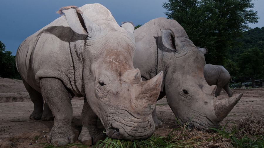 Muchos zoológicos tienen que contratar protección privada sólo para vigilar a sus rinocerontes.