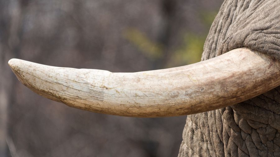 Los colmillos del elefante son en realidad sus incisivos.