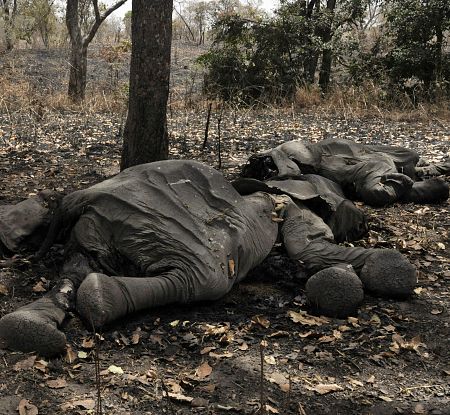 La mayor matanza de elefantes se ha perpetrado en Camerún.