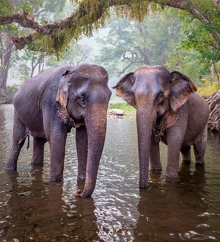 Las hembras de elefante asiático carecen de colmillos.