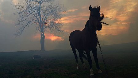 Uno de los incendios declarados en un monte próximo a la localidad de Viérnoles en Cantabria