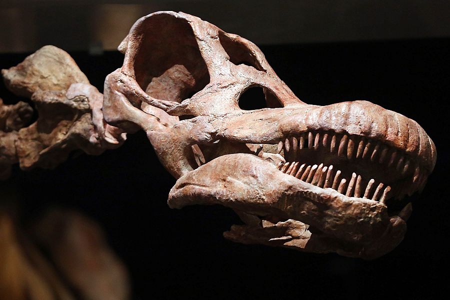 Réplica de la cabeza del gran dinosaurio