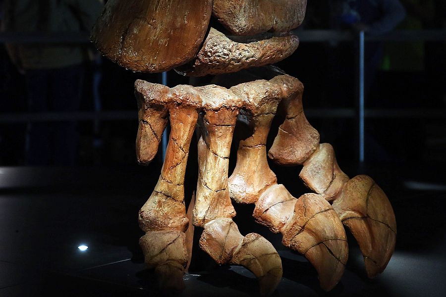 Una de las patas del dinosaurio