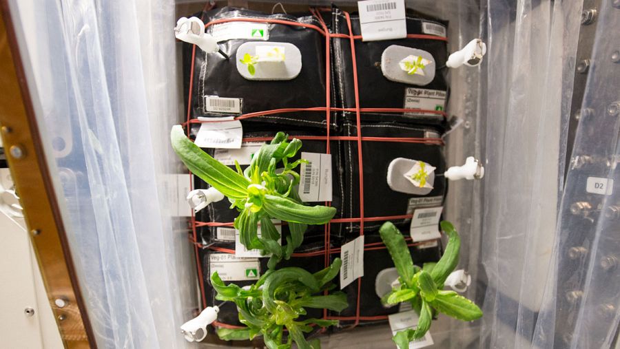 Cultivo de flores zinnia en el sistema Veggie de la Estación Espacial Interacional