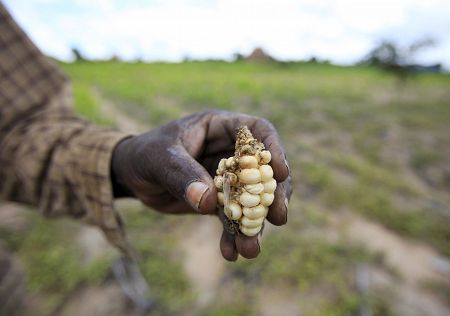 Un granjero sostiene una mazorca de maíz atrofiada en Harare, Zimbabue, donde el 10% de la población se enfrenta a una hambruna.