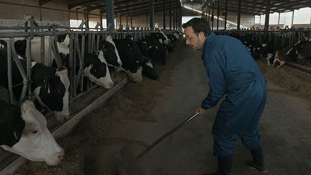 Àngel Llàcer, en una vaquería