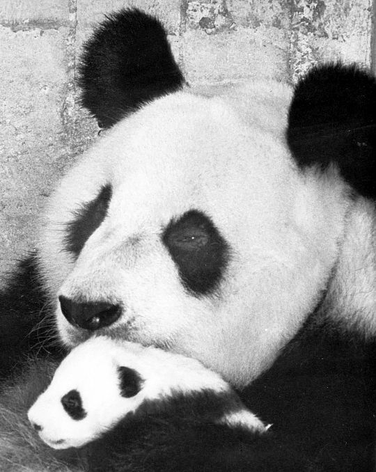 La osa panda Shao Shao, con su cria Chu-Lin, en una fotografía de 1982.