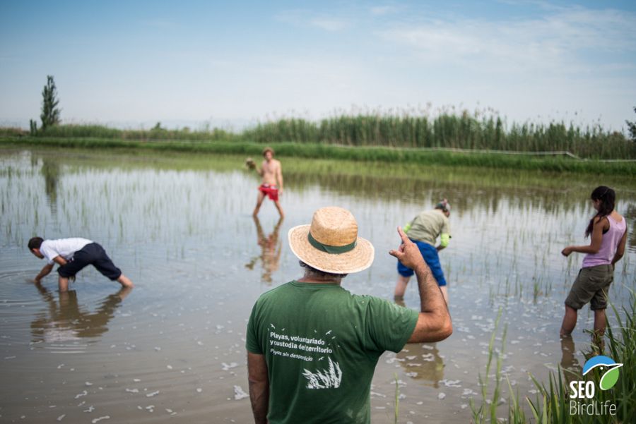 Voluntariado en el delta del Ebro