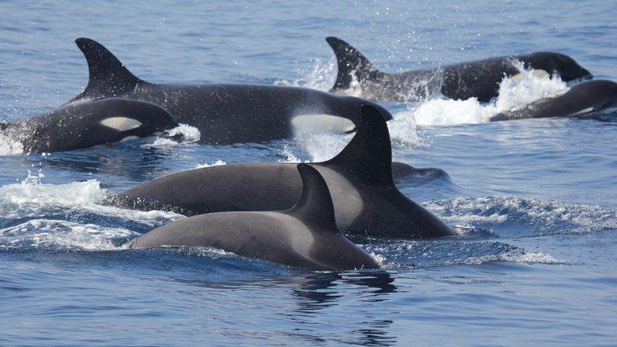 Las dos subpoblaciones de orcas -Estrecho y Canarias- necesitan medidas de conservación distintas.