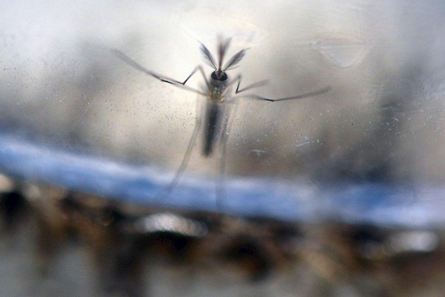 El mosquito transmite el virus Zika