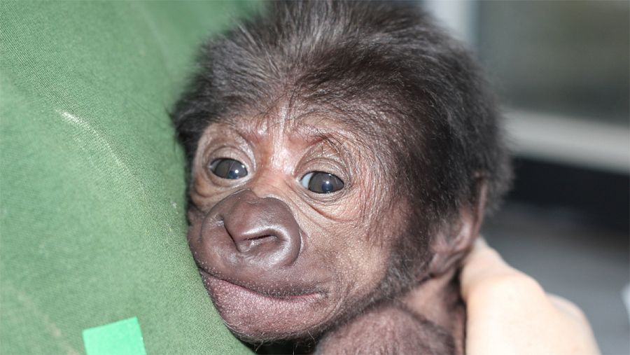 Desde primeras horas se aseguró el contacto piel con piel con la pequeña gorila.