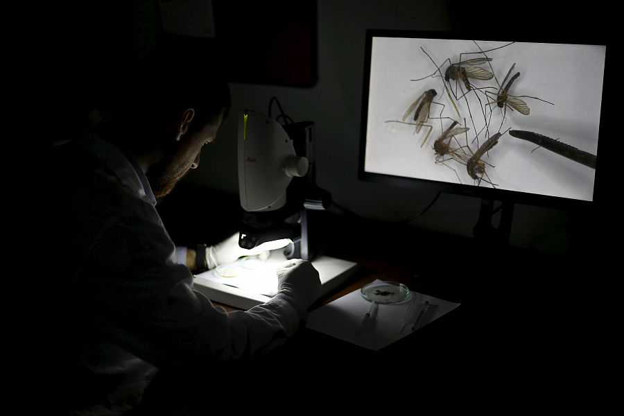 Un investigador chileno observa al microscopio varios mosquitos 'Aedes Aegypti'