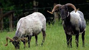 La fauna del Espacio Natural protegido de Belate, en Navarra, incluido en la Red Natura 2000