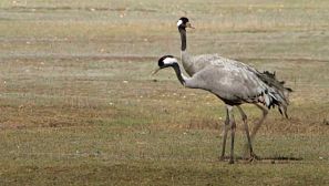 Las grullas son las protagonistas de un humedal único: la laguna de Gallocanta