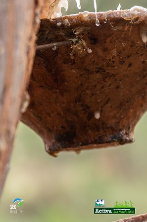 Unos resineros de los Montes de Llanos, en León, han sabido cómo hacer del entorno su modo de vida