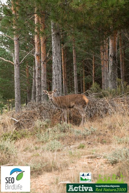 Una cierva en la Sierra de la Culebra