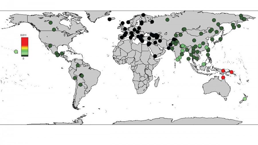 La escala de colores del mapa para permitir identificar los puntos de mayor saturación por las altas proporciones de genes denisovanos en Oceanía (color rojo brillante) y el pico denisovano en Asia del Sur. AGENCIA SINC