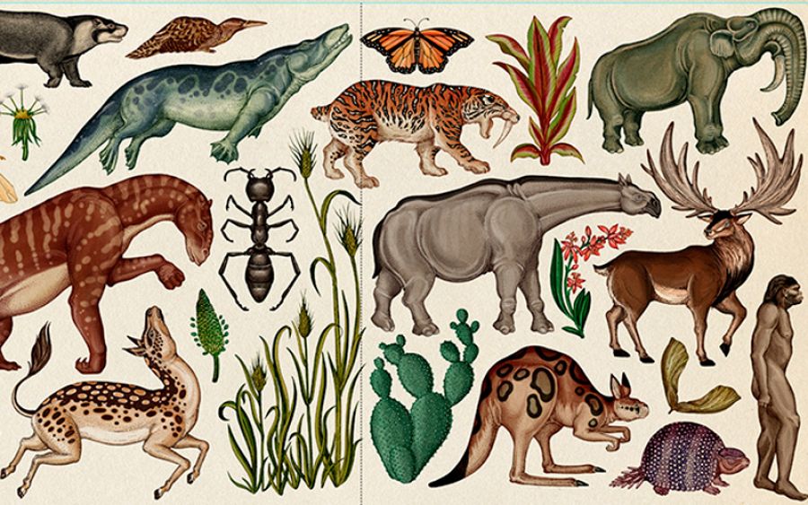 Fragmento de la ilustración 'Historia de la vida: Evolución', de Katie Scott