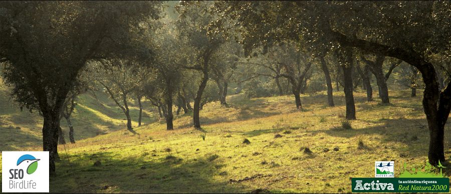 En la sierra de Andújar, los bosques originales fueron transformados en la formidable dehesa de encinas y alcornoques