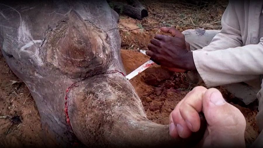 Cortando el cuerno de un rinoceronte