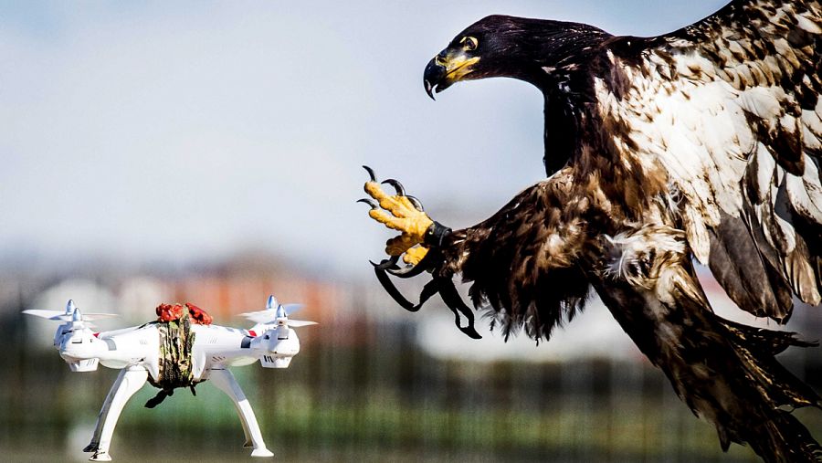 Un águila se dispone a atajar un dron durante un ejercicio de la policía holandesa.