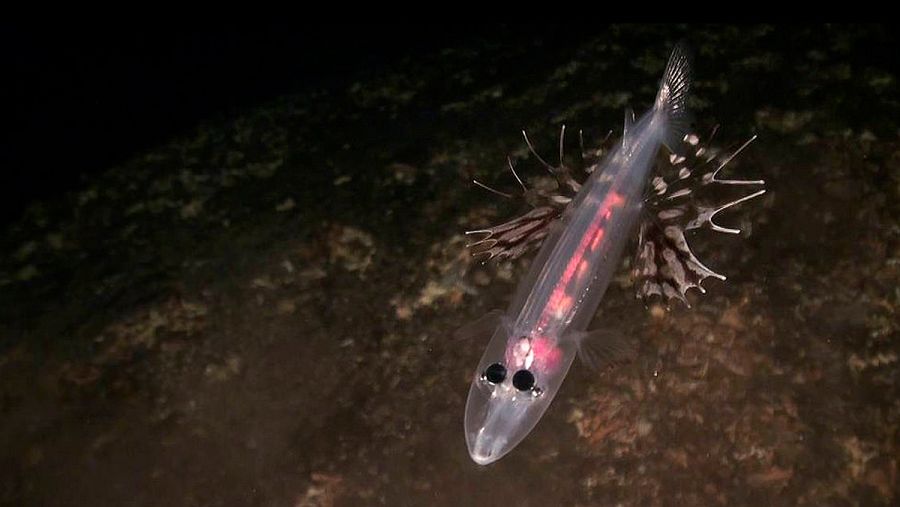 El mar herreño alberga especies que nunca antes se habían fotografiado ni filmado.  OCEANA