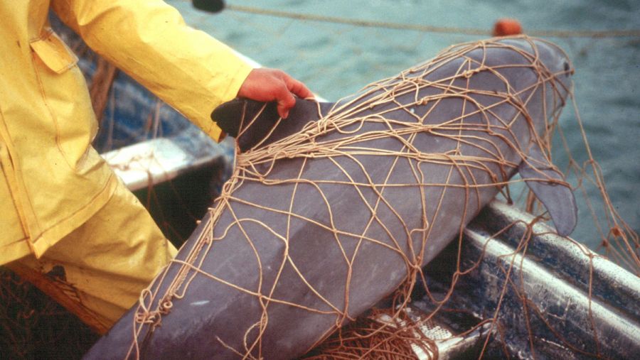Los pescadores utilizan redes agalleras o de enmalle para atrapar totoabas y capturan a la vaquita marina.
