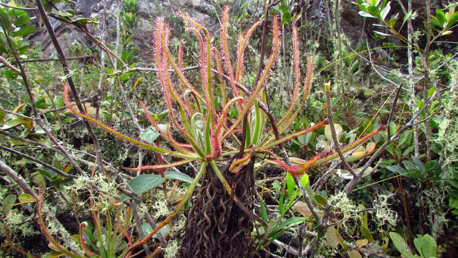 'Drosera magnifica'. MNCN