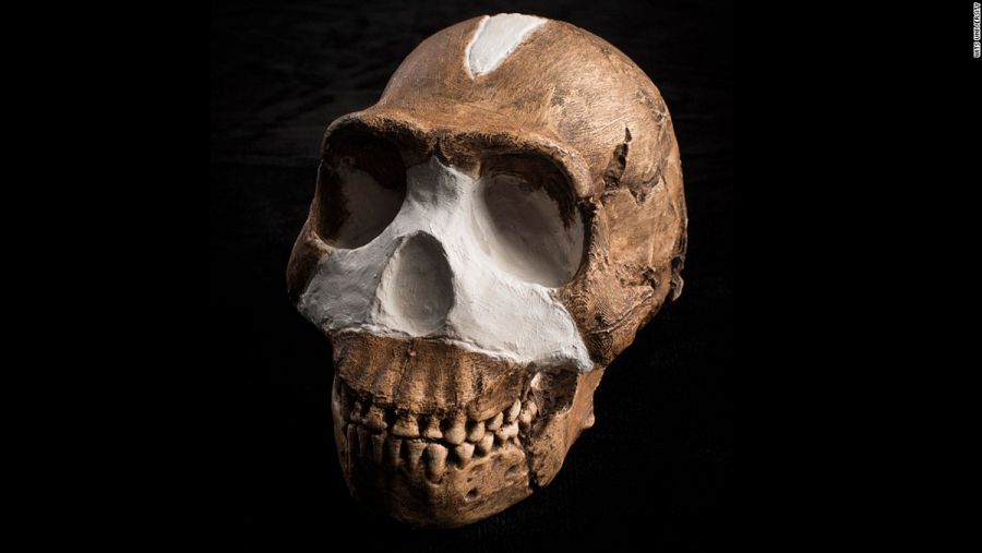 'Homo naledi'. MNCN