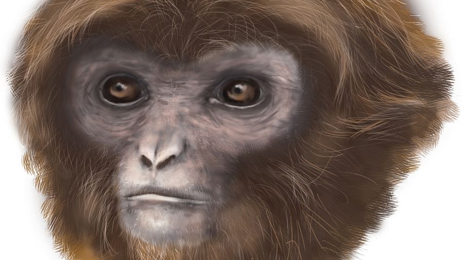 'Pliobates cataloniae'. MNCN