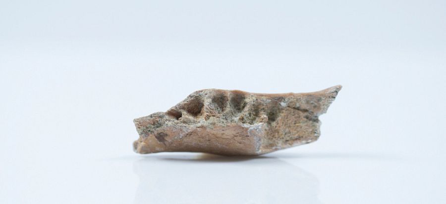 Resto fósil hallado en Mata Menge