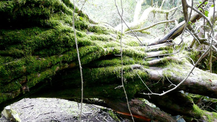 Hablamos de árboles singulares y monumentales