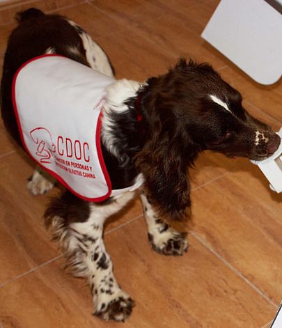 Imagen de uno de los perros adiestrados del Centro Cáncer y Detección Olfativa Canina. CDOC