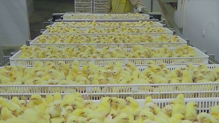 'Teleobjetivo' mostrará las imágenes de explotación de pollos