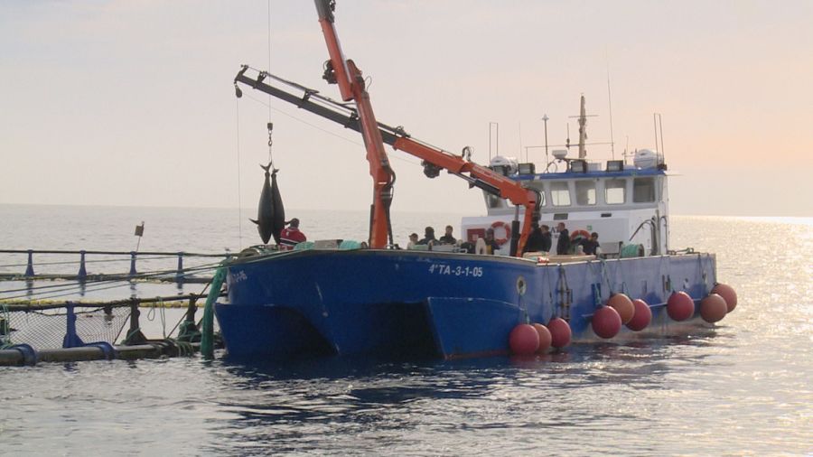 Galicia es uno de los puntos de comercio ilegal del atún rojo