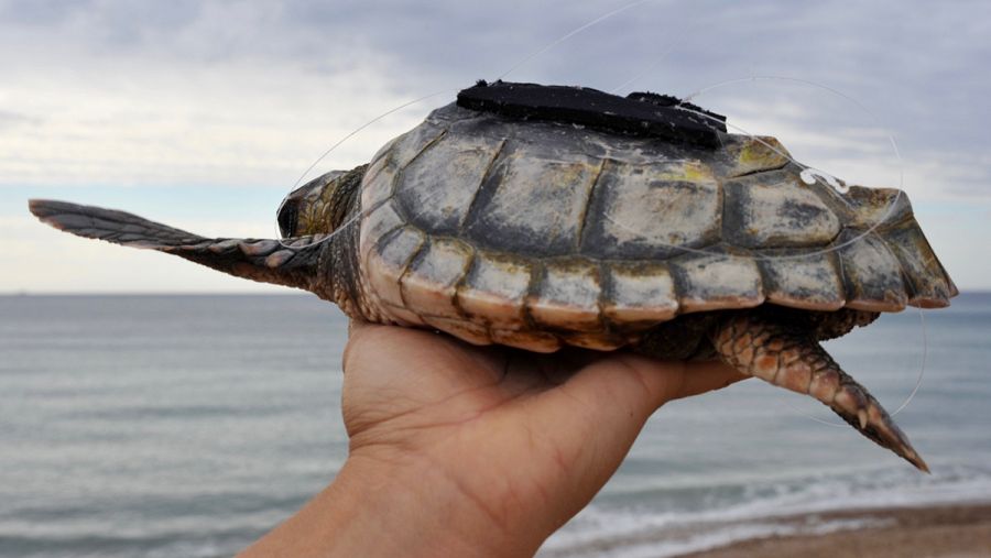 Los localizadores permitirán a los investigadores realizar un seguimiento diario de las tortugas. CSIC