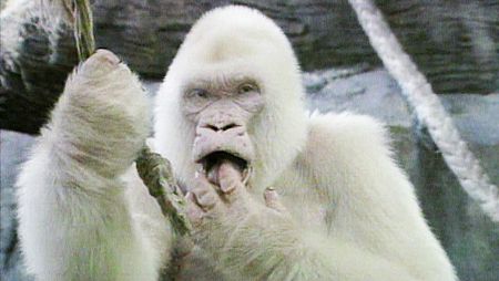 El gorila Copito de nieve se conviritó en el animal albino más famoso de todos los tiempos