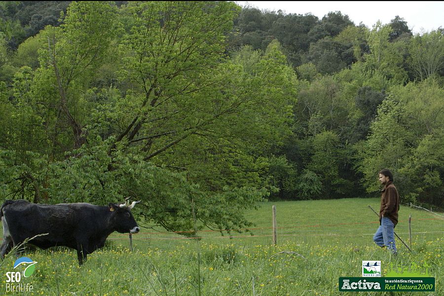 Adrian, en la Liébana, con una de sus vacas
