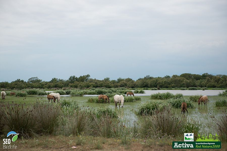 Paisaje de 'Els Aigüamolls', de gran importancia ornitológica