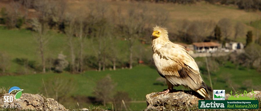 Alimoche en la Red Natura 2000