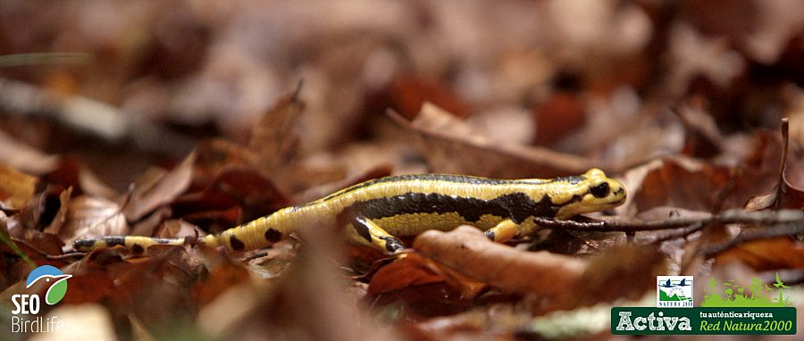 Una salamandra en la Red Natura 2000
