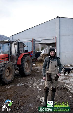 Albert cuida sus vacas de alta montaña en Bonansa