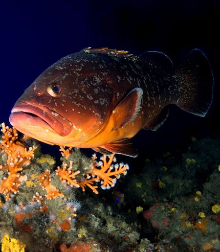 La montaña sumergida alberga medio centenar de especies de organismos vivos.