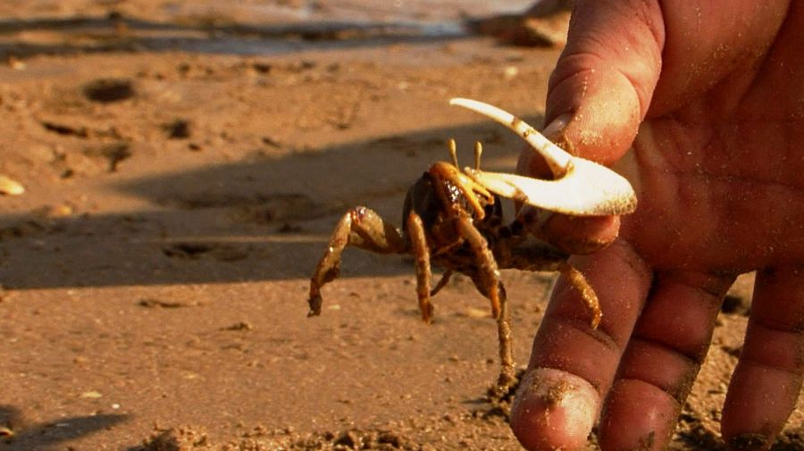 'Comando al sol' visita la que puede ser la última playa virgen de Europa: La Flecha del Rompido