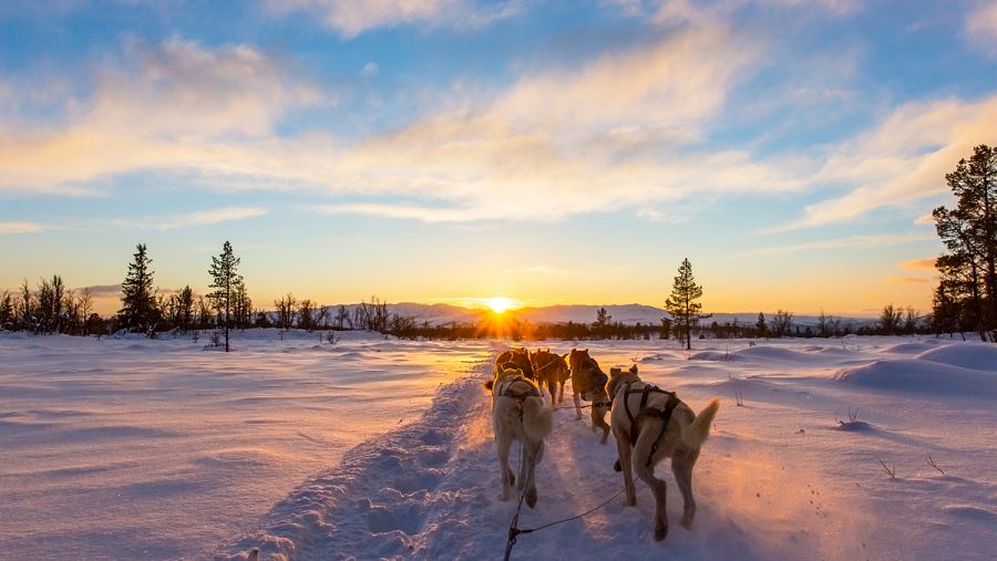 Iditarod es la carrera de trineos tirados por perros más dura del mundo.