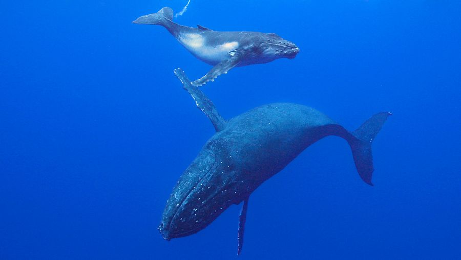 Una hembra de ballena jorobada o yubarta, junto a su cría, en aguas de Tonga.