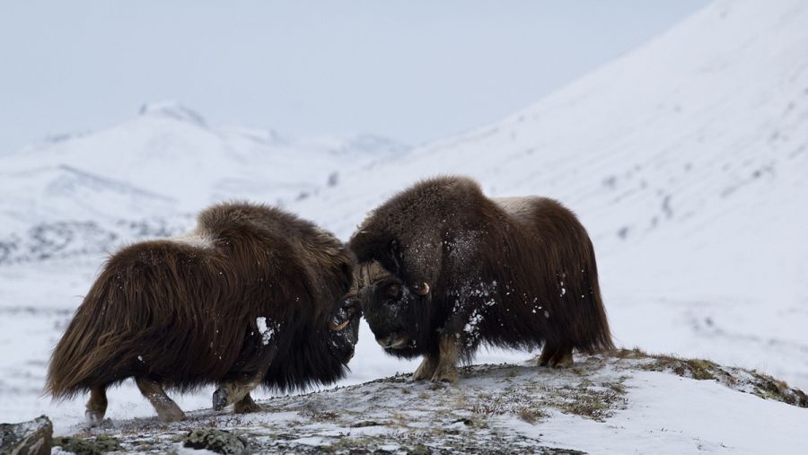Dos bueyes almizcleros machos, enfrentados.