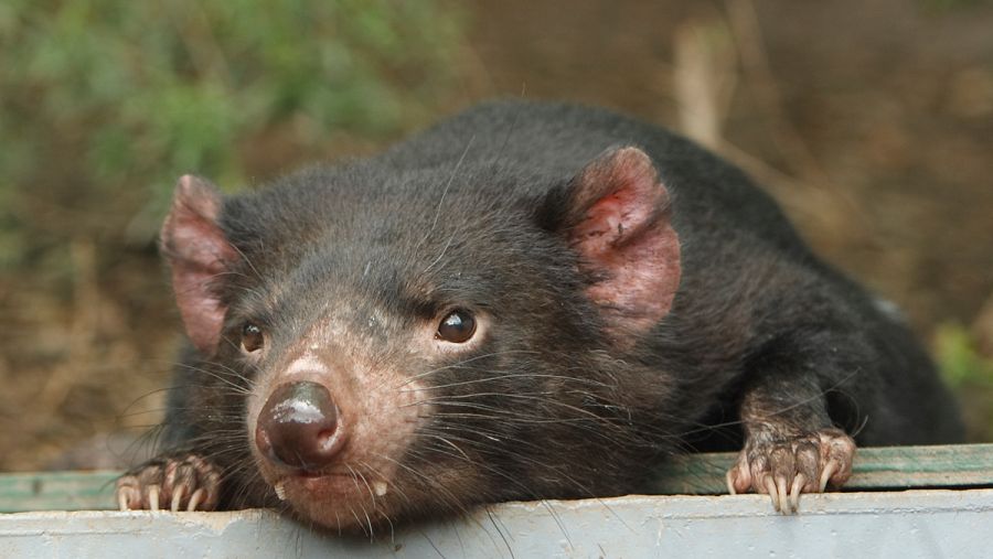 El diablo de Tasmania ha sido universalizado por la serie Looney Tunes de Warner Brothers.